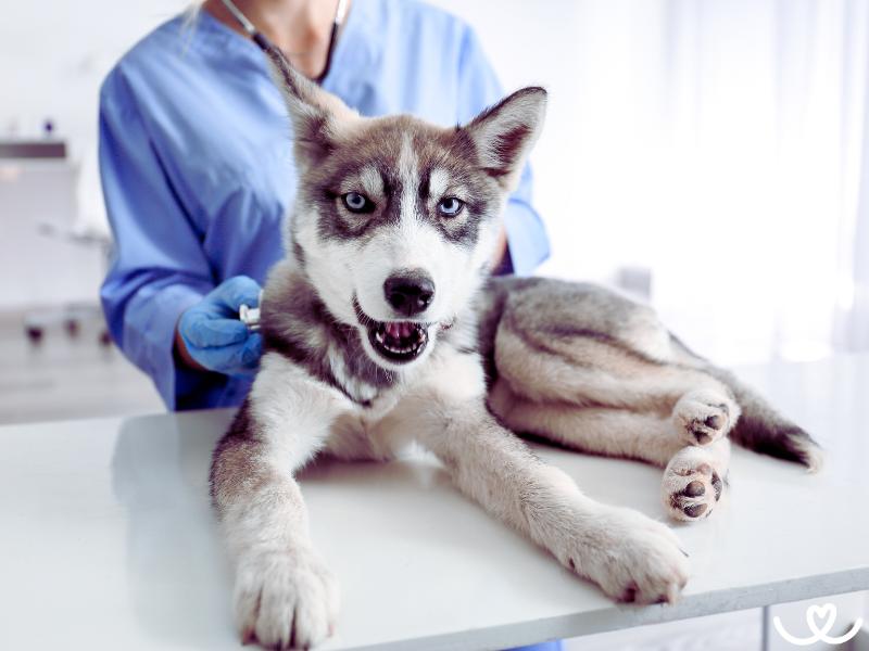 Jak-naucit-psa-chodit-k-veterinari (7)